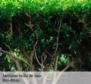 Jardinier taille de haie Bas-Rhin 