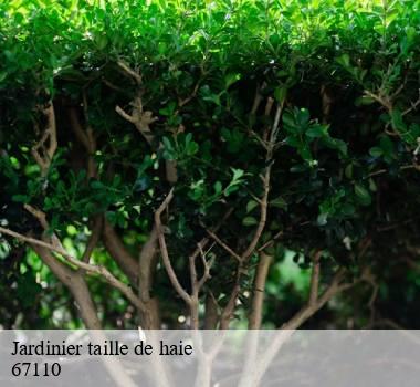 Jardinier taille de haie 67110