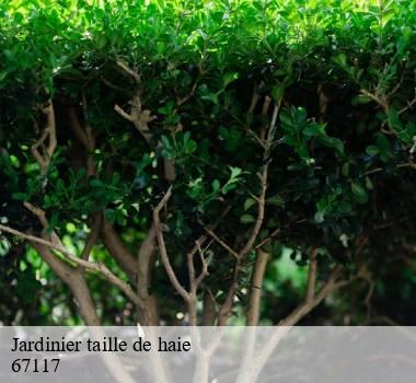 Jardinier taille de haie  67117