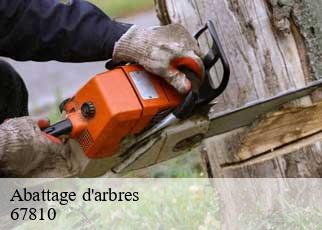 Abattage d'arbres 67810