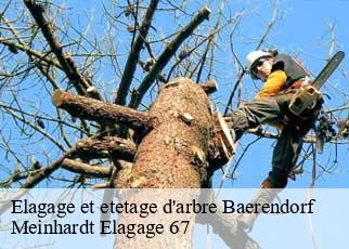 Elagage et etetage d'arbre  baerendorf-67320 Meinhardt Elagage 67 