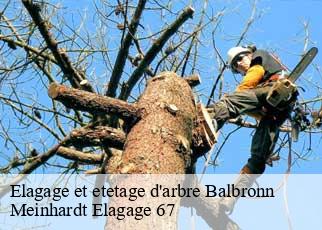 Elagage et etetage d'arbre  balbronn-67310 Meinhardt Elagage 67 