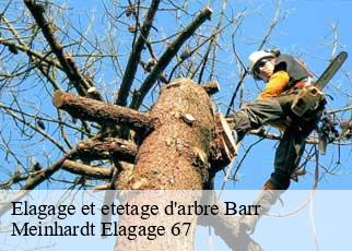 Elagage et etetage d'arbre  barr-67140 Meinhardt Elagage 67 