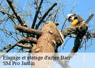 Elagage et etetage d'arbre barr-67140 SM Pro Jardin