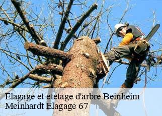 Elagage et etetage d'arbre  beinheim-67930 Meinhardt Elagage 67 