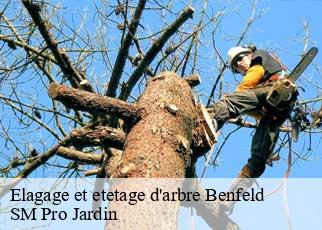 Elagage et etetage d'arbre  benfeld-67230 SM Pro Jardin