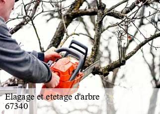 Elagage et etetage d'arbre 67340