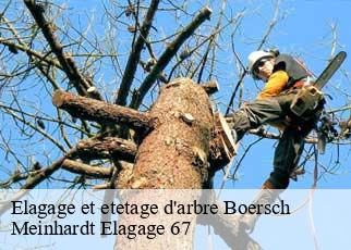 Elagage et etetage d'arbre  boersch-67530 Meinhardt Elagage 67 