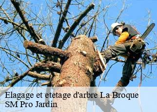 Elagage et etetage d'arbre la-broque-67130 SM Pro Jardin