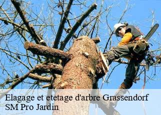 Elagage et etetage d'arbre grassendorf-67350 SM Pro Jardin