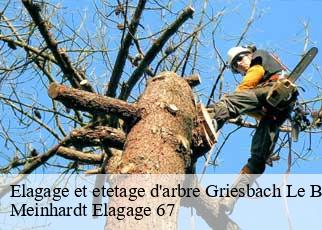 Elagage et etetage d'arbre  griesbach-le-bastberg-67330 Meinhardt Elagage 67 