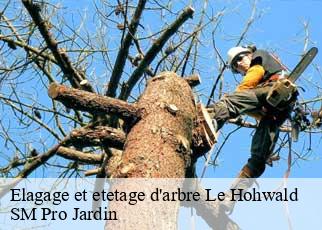 Elagage et etetage d'arbre le-hohwald-67140 SM Pro Jardin