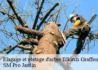 Elagage et etetage d'arbre illkirch-graffenstaden-67400 SM Pro Jardin