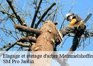 Elagage et etetage d'arbre memmelshoffen-67250 SM Pro Jardin
