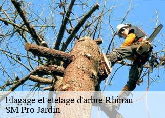 Elagage et etetage d'arbre rhinau-67860 SM Pro Jardin