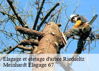 Elagage et etetage d'arbre  riedseltz-67160 Meinhardt Elagage 67 