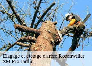 Elagage et etetage d'arbre rosenwiller-67560 SM Pro Jardin