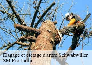 Elagage et etetage d'arbre schwabwiller-67660 SM Pro Jardin