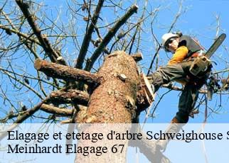 Elagage et etetage d'arbre  schweighouse-sur-moder-67590 Meinhardt Elagage 67 