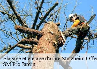 Elagage et etetage d'arbre  stutzheim-offenheim-67370 SM Pro Jardin