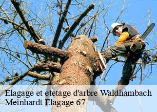 Elagage et etetage d'arbre  waldhambach-67430 Meinhardt Elagage 67 