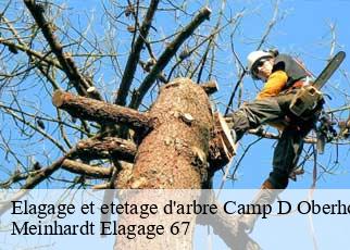 Elagage et etetage d'arbre  camp-d-oberhoffen-67240 Meinhardt Elagage 67 