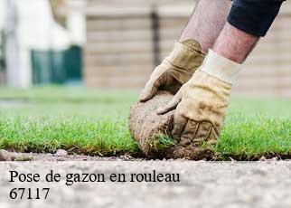 Pose de gazon en rouleau 67117