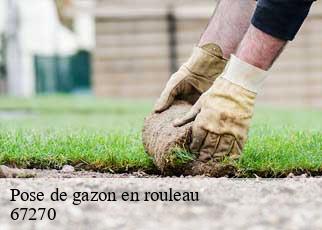Pose de gazon en rouleau 67270