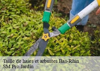 Taille de haies et arbustes 67 Bas-Rhin  SM Pro Jardin