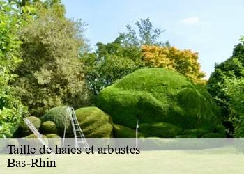 Taille de haies et arbustes Bas-Rhin 