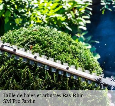 Taille de haies et arbustes Bas-Rhin 
