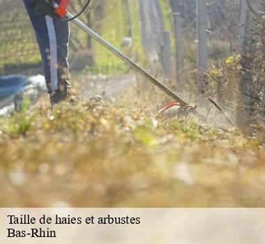 Taille de haies et arbustes Bas-Rhin 
