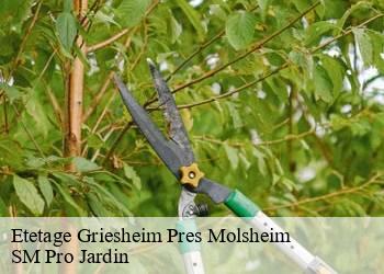 Etetage griesheim-pres-molsheim-67210 SM Pro Jardin