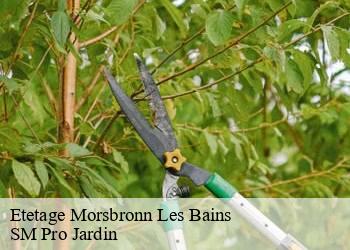 Etetage  morsbronn-les-bains-67360 SM Pro Jardin