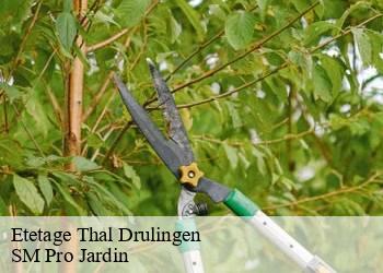 Etetage thal-drulingen-67320 SM Pro Jardin
