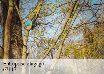 Entreprise élagage 67117