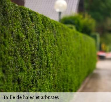 Taille de haies et arbustes  67600