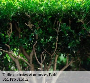 Taille de haies et arbustes 67470