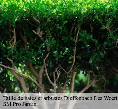 Taille de haies et arbustes 67360
