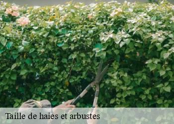 Taille de haies et arbustes