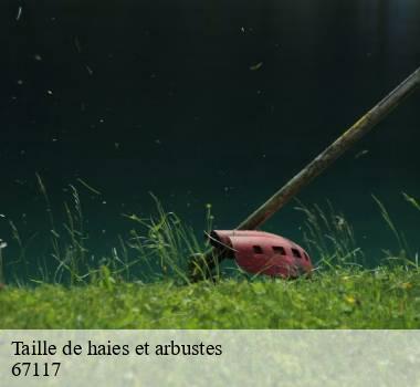 Taille de haies et arbustes 67117