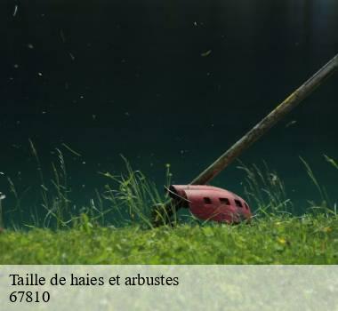 Taille de haies et arbustes  67810