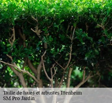Taille de haies et arbustes  67117