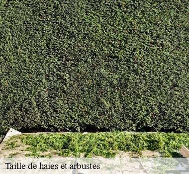 Taille de haies et arbustes
