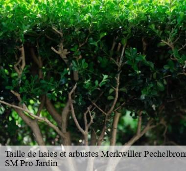 Taille de haies et arbustes  67250