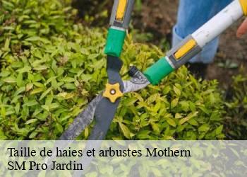 Taille de haies et arbustes mothern-67470 SM Pro Jardin