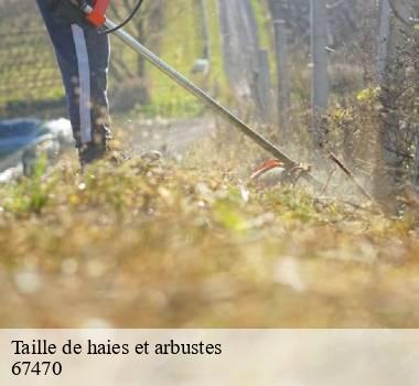 Taille de haies et arbustes 67470