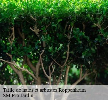 Taille de haies et arbustes 67480