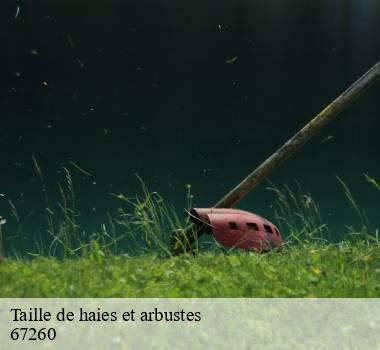 Taille de haies et arbustes  67260
