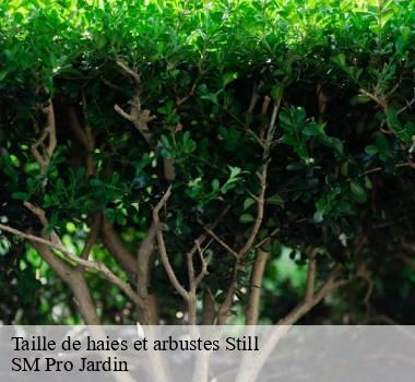 Taille de haies et arbustes 67190